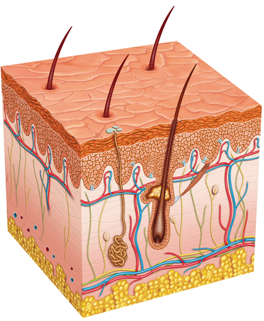 gpn-module-moisture-associated-skin-damage-masd-journal-of-general